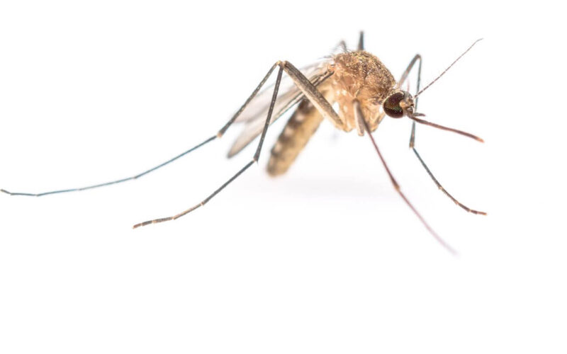 How to make homemade mosquito sprat for your yard