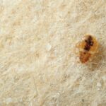 Killing bed bugs with heat yourself