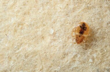 Killing bed bugs with heat yourself