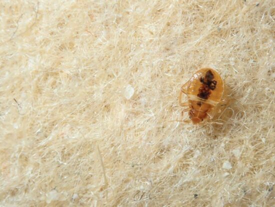 Killing bed bugs with heat yourself