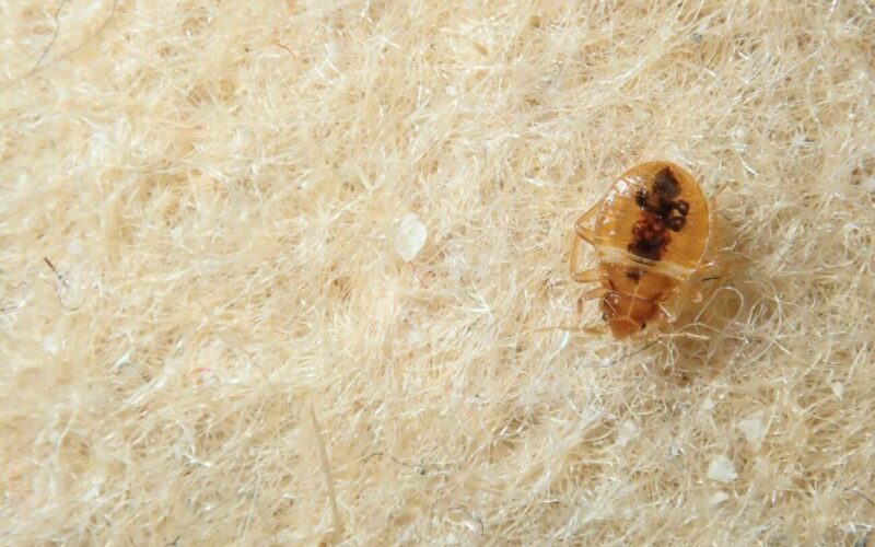Killing bed bugs with heat yourself