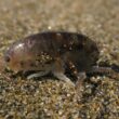 Sand flea bites