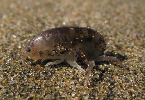 Sand flea bites