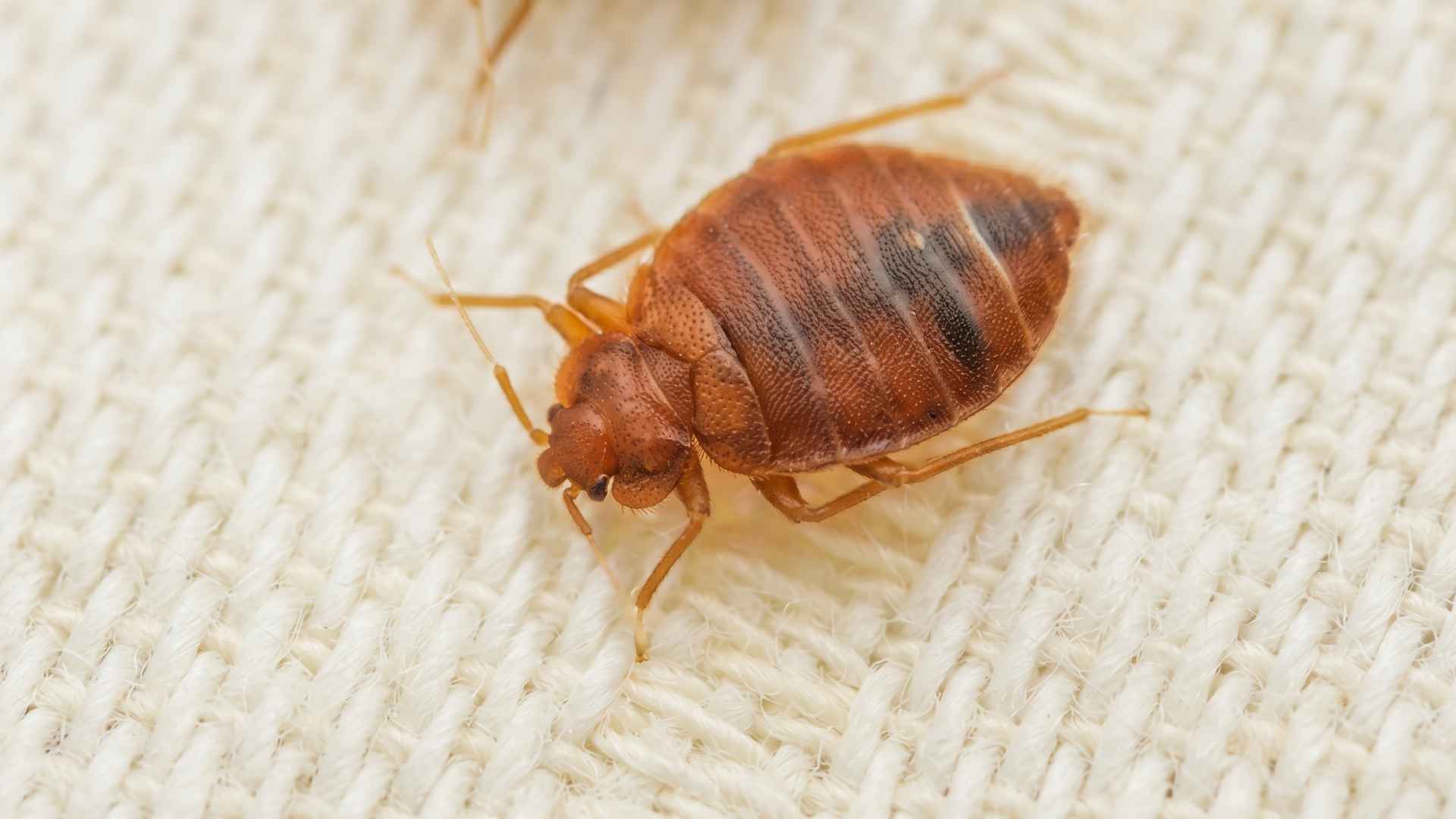 The Best Bed Bug Steamers