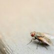 Fly eggs and larvae