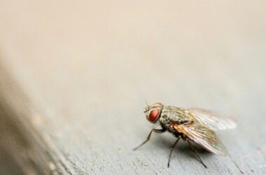 Fly eggs and larvae