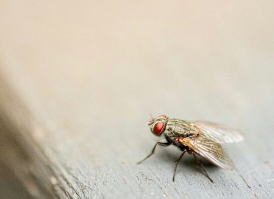 Fly eggs and larvae