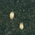 What are those tiny white bugs in your house