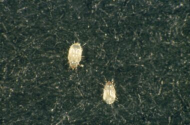 What are those tiny white bugs in your house