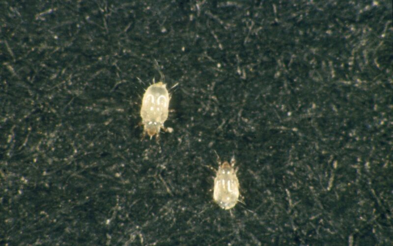 What are those tiny white bugs in your house