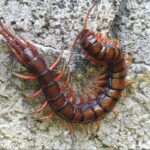 What attracts centipedes and where do they come from