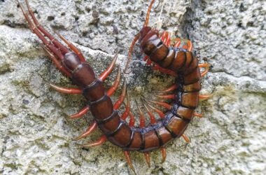 What attracts centipedes and where do they come from