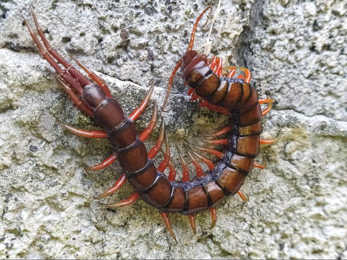 What attracts centipedes and where do they come from
