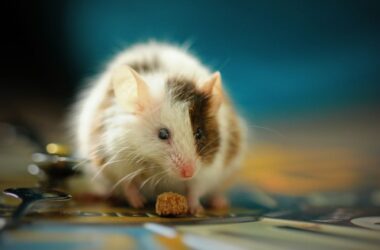 What do mouse droppings look like?