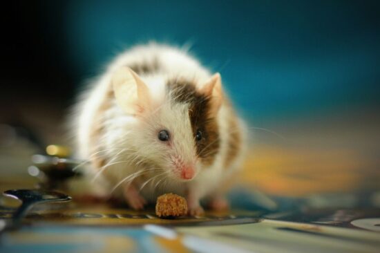 What do mouse droppings look like?