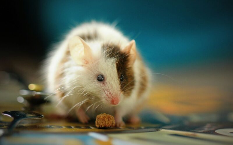 What do mouse droppings look like?