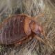 Best bed bug steamers