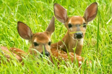 Do deer eat hay