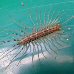 Are centipedes dangerous