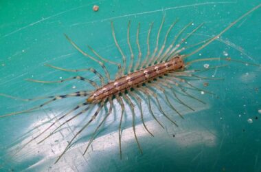 Are centipedes dangerous