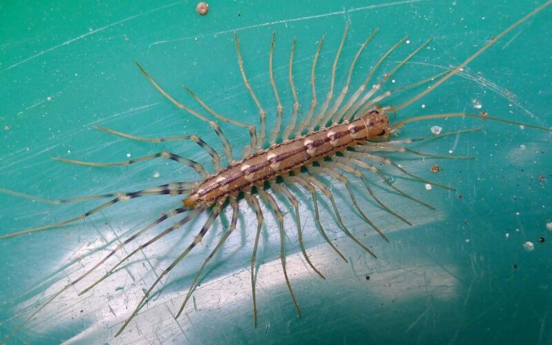 Are centipedes dangerous