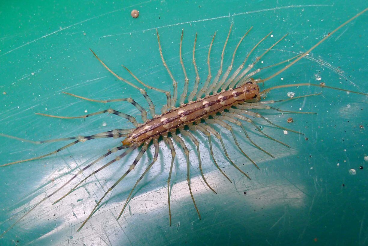 Are centipedes dangerous