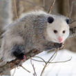 Are opossums dangerous