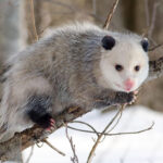 Are opossums dangerous
