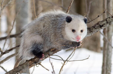 Are opossums dangerous