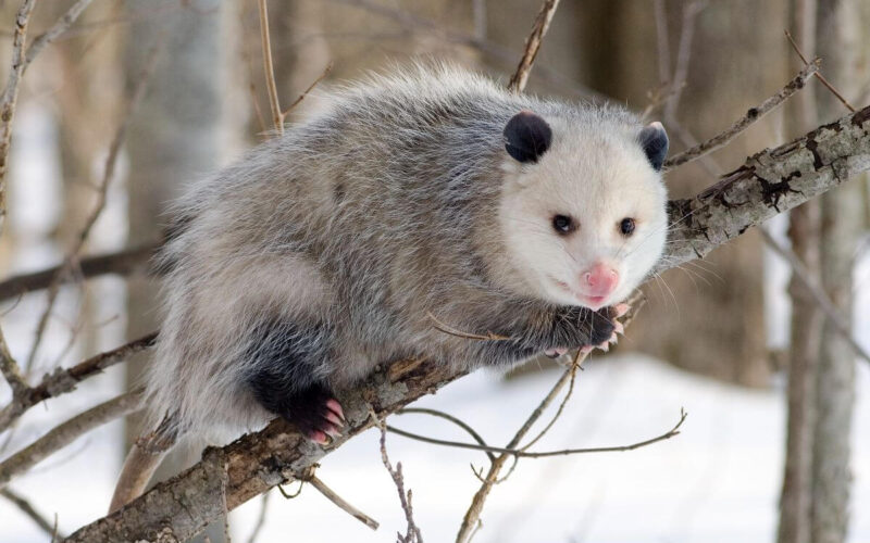 Are opossums dangerous