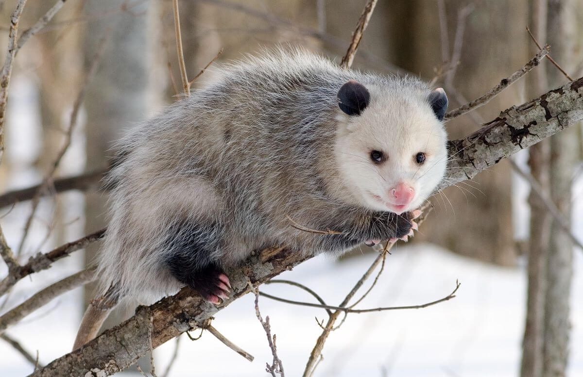 Are opossums dangerous