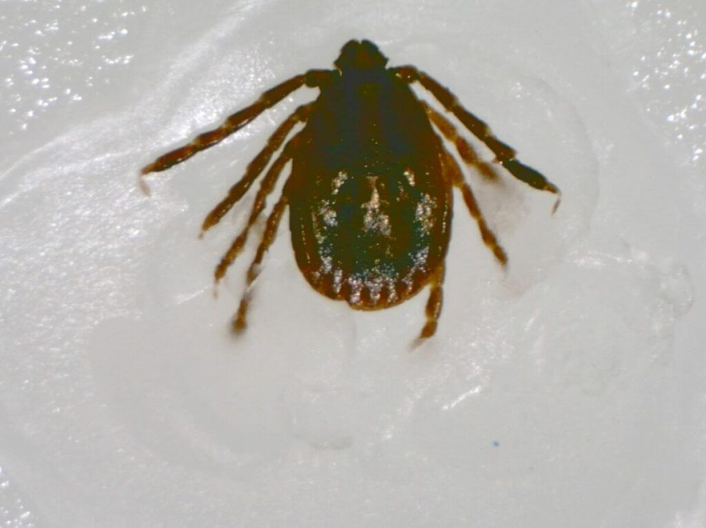 Asian Longhorned Tick