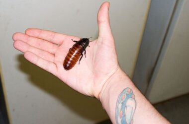 Can cockroaches fly