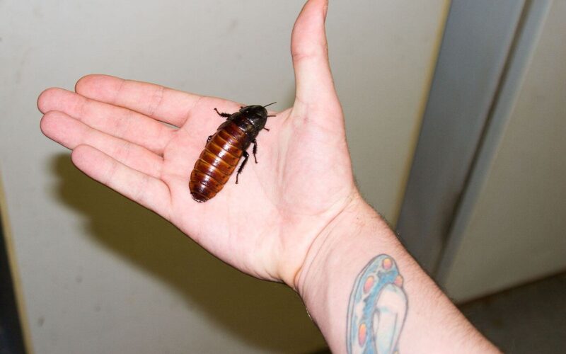 Can cockroaches fly