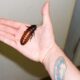 Can cockroaches fly
