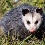 Can opossums get rabies?