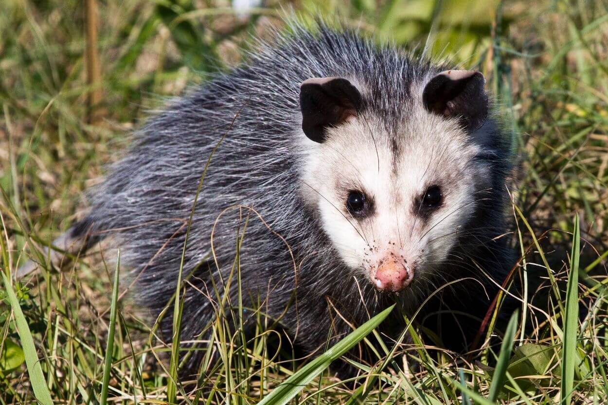 Can opossums get rabies?