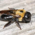 Do carpenter bees sting