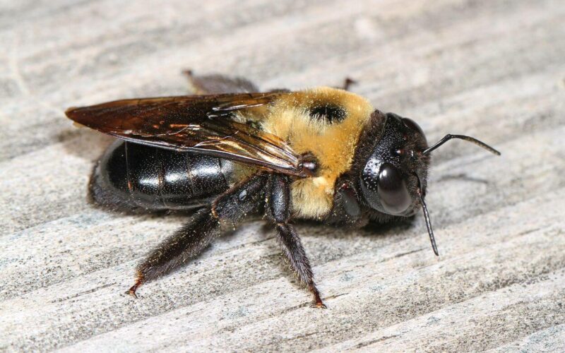 Do carpenter bees sting