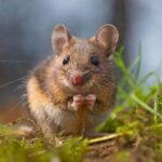 Do mothballs keep mice away