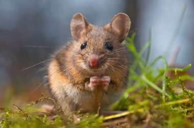 Do mothballs keep mice away
