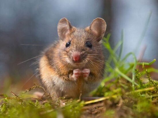 Do mothballs keep mice away