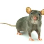 Do ultrasonic pest repellers work?