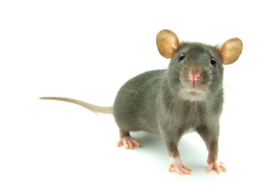 Do ultrasonic pest repellers work?