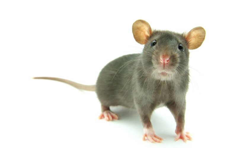 Do ultrasonic pest repellers work?