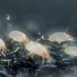 Dust mites vs bed bugs