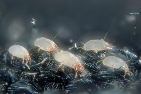 Dust mites vs bed bugs