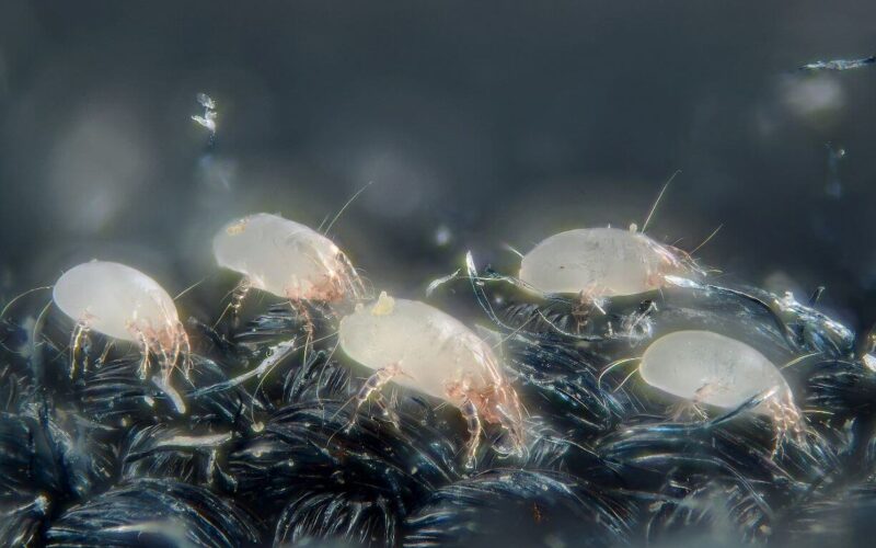 Dust mites vs bed bugs