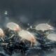Dust mites vs bed bugs