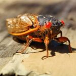 How do cicadas make noise